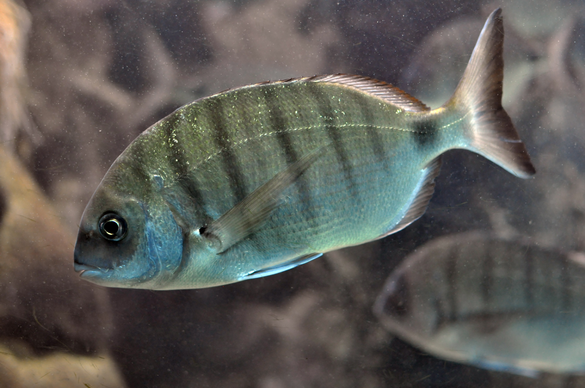 Esca Artificiale DTD Turluta Real Fish Bukva 8 Cm Per Calamari E Seppie - Nuoto Scorrevole